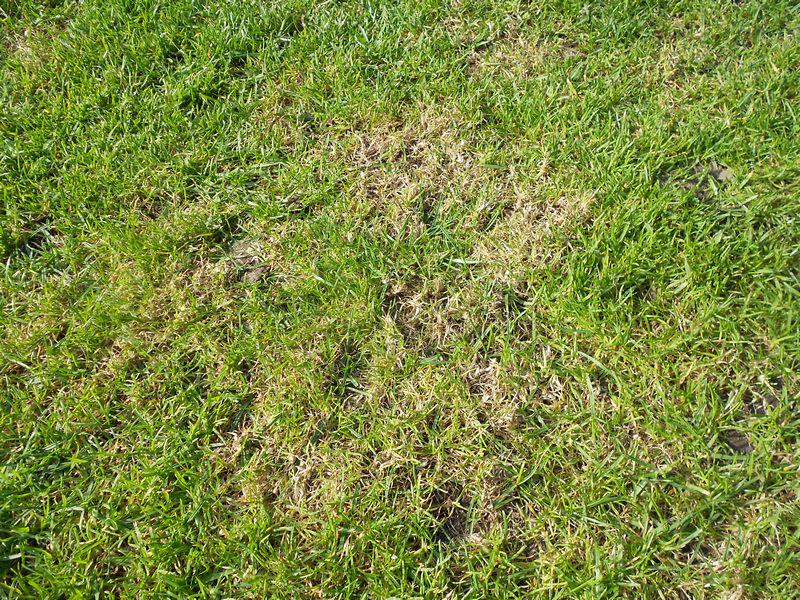 grass 1.jpg