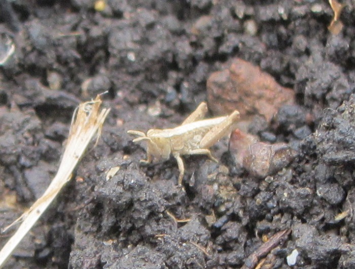 grasshopper1.jpg