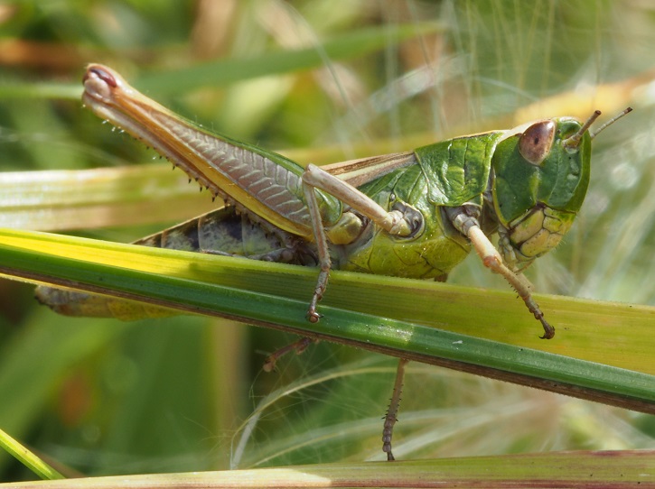 grasshopper2.jpg