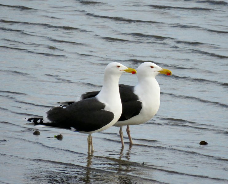 Great Black Backed Gulls (3).JPG