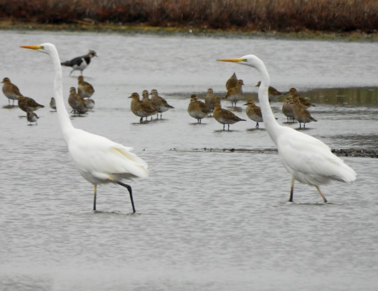 Great Egret (3).JPG