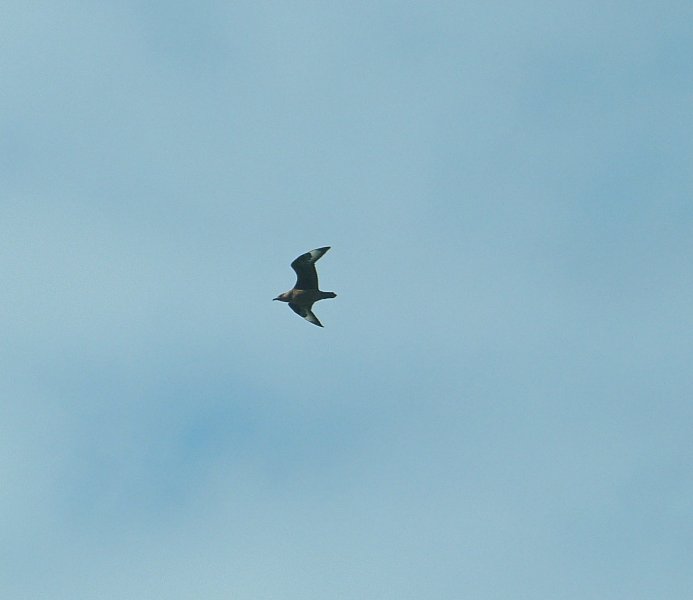 Great  Skua 2.JPG