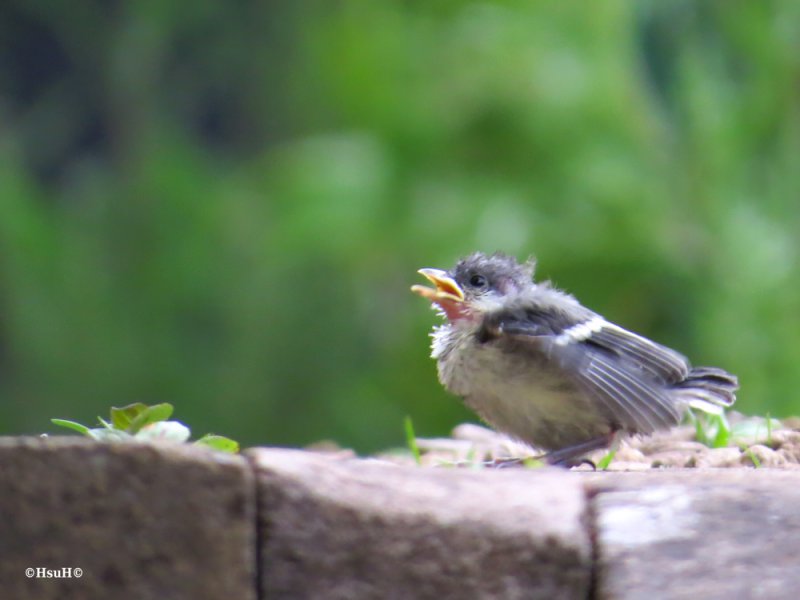 Great tit baby (5)a.jpg