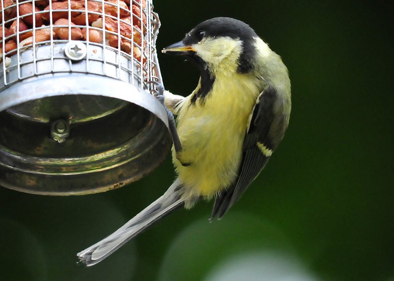 Great tit.jpg