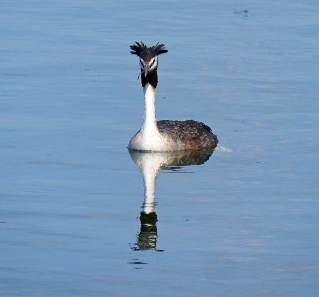 grebe 1.JPG