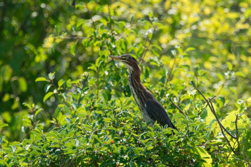 Green Heron GC.jpg