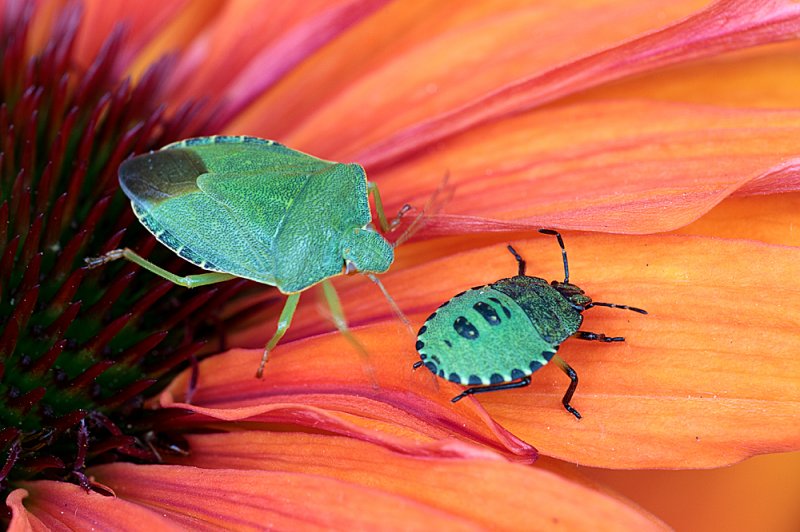 Green-Shieldbug-adult-&-nymph.jpg