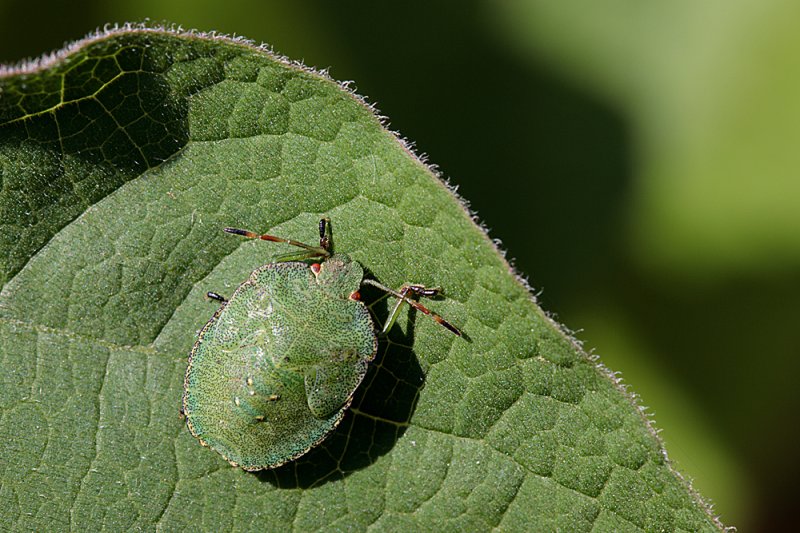 Green Shieldbug.jpg