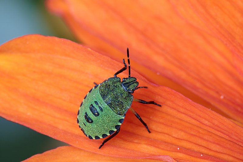 Green-Shieldbug-nymph.jpg