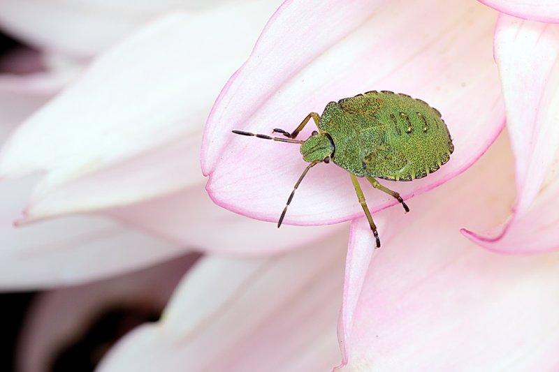 Green-Shieldbug-on-Dahlia.jpg