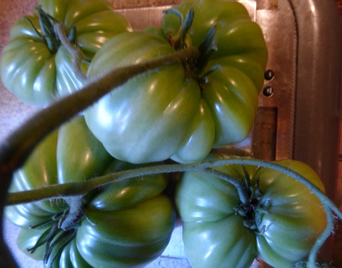 green toms.jpg