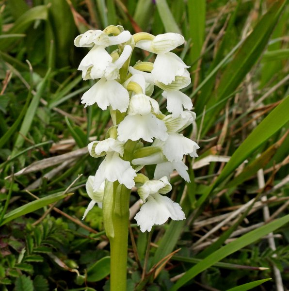 Green Winged alba.JPG