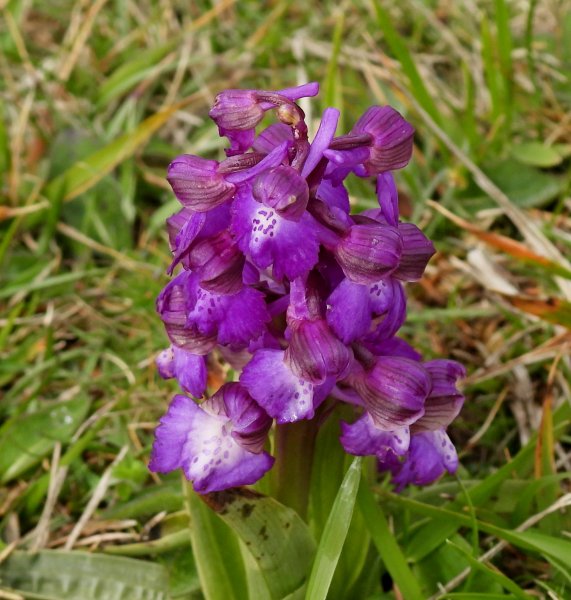 Green Winged Orchid (11).JPG