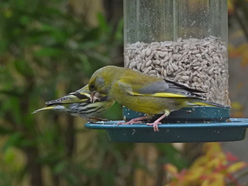 greenfinch 2.JPG