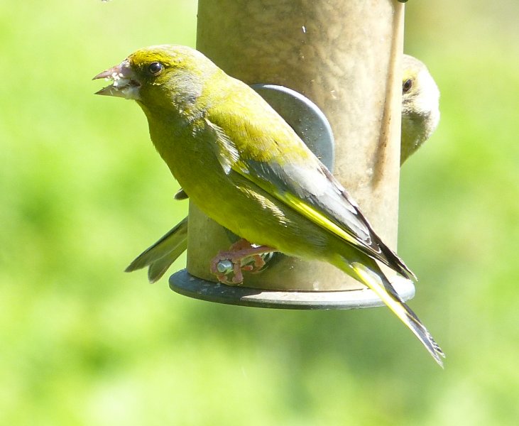 greenfinch.JPG