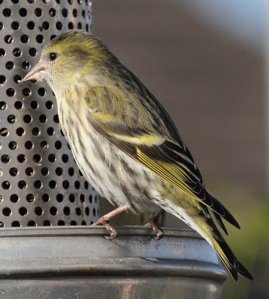 Greenfinch6955.jpg