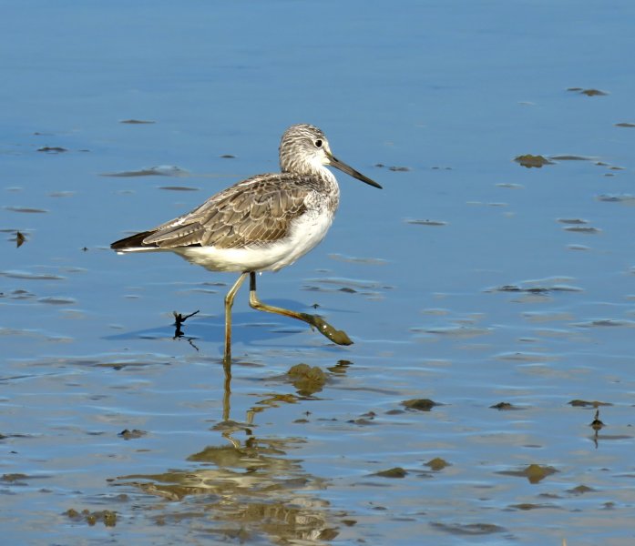 Greenshank 1.JPG