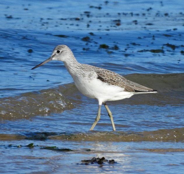 Greenshank 1.JPG