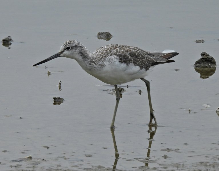 Greenshank 1.JPG