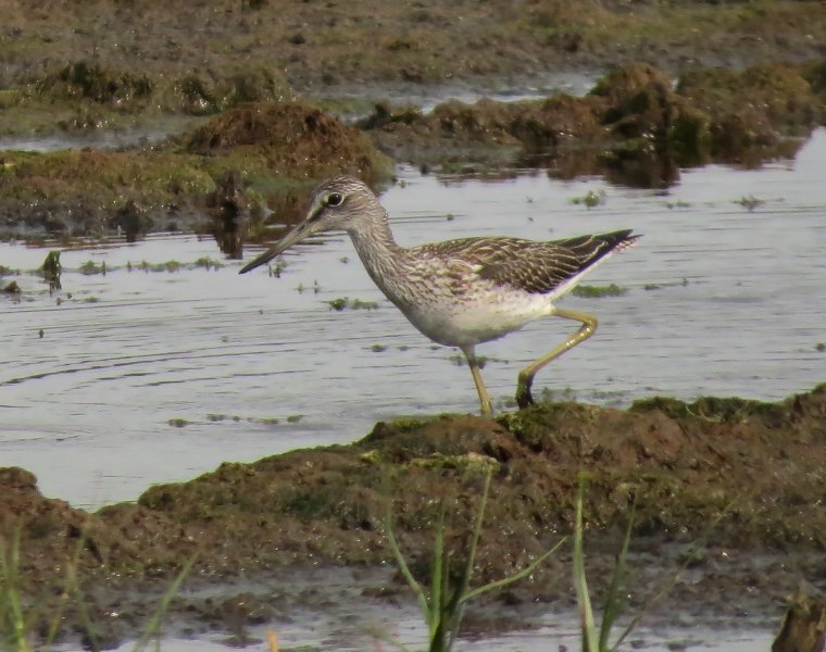 greenshank 3.JPG