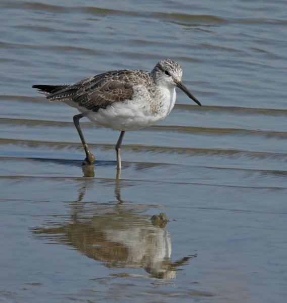 Greenshank (4).JPG