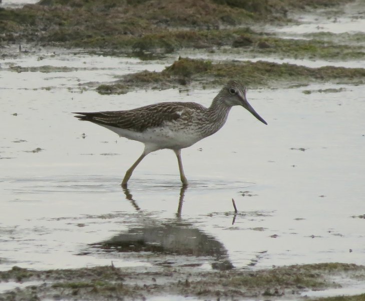 greenshank 5.JPG