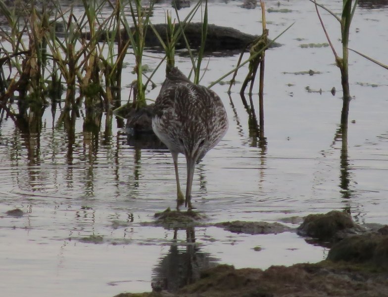 greenshank 7.JPG