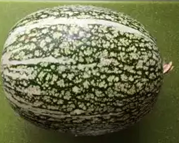 greenSquash.jpg