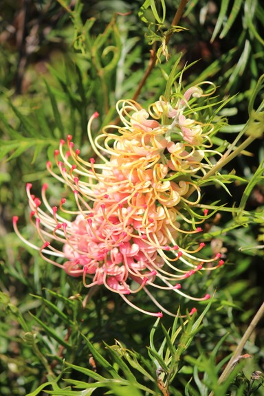 Grevillea cv 'Strawberry Sundae'  01 - small.jpg