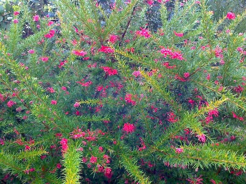 grevillea juniperina3.jpg