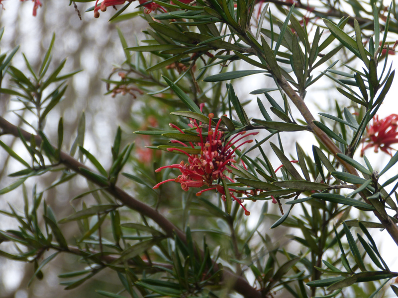 Grevillea rosmarinifolia 2.JPG