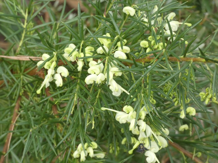 Grevillea spp D  02 - small.jpg