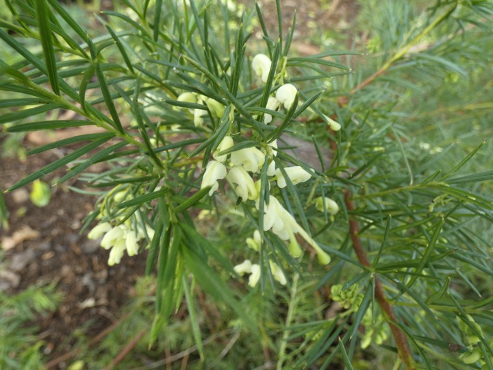 Grevillea spp D  03 - small.jpg