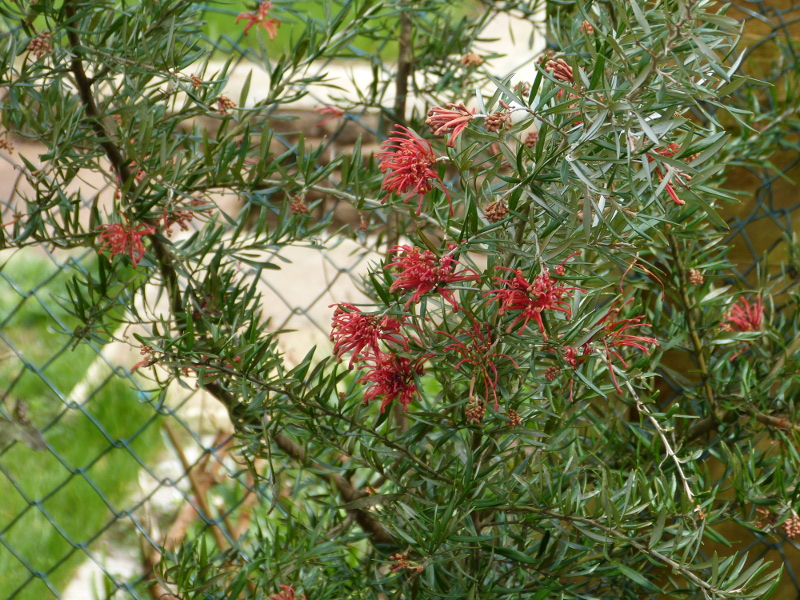 Grevillea victorriae.JPG