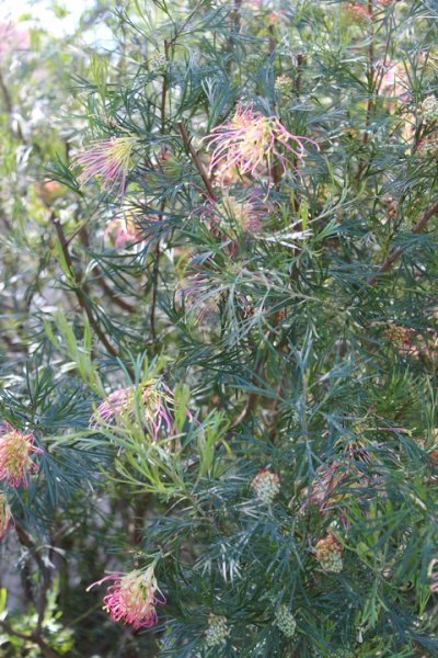 Grevillea 'Winpara Gold'  (G. thelemanniana subsp. preissii x G. olivacea) 5005 - small.jpg