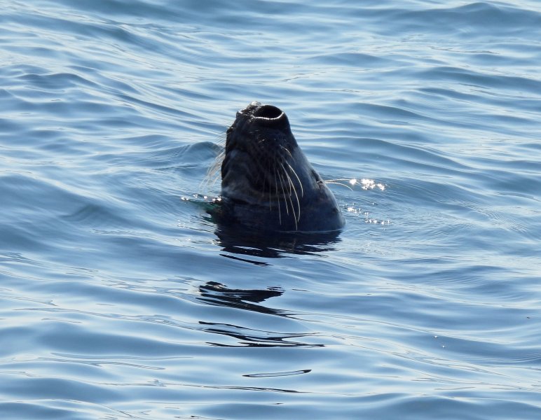 Grey Seal 2.JPG