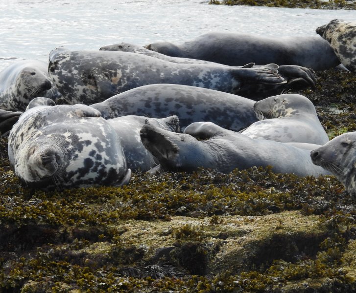 Grey Seal 5.JPG