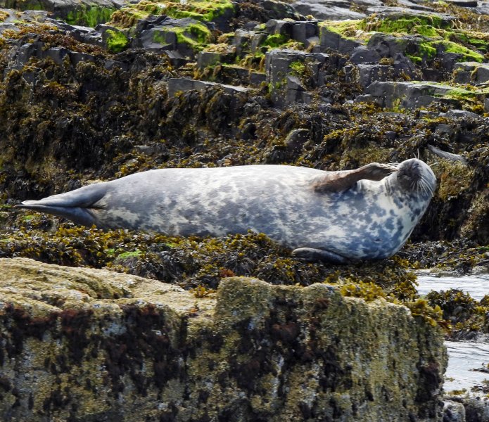 Grey Seal 7.JPG