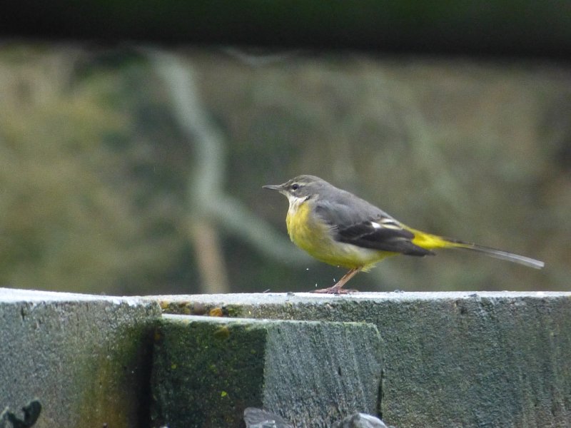 Grey Wagtail - Norden SW.JPG