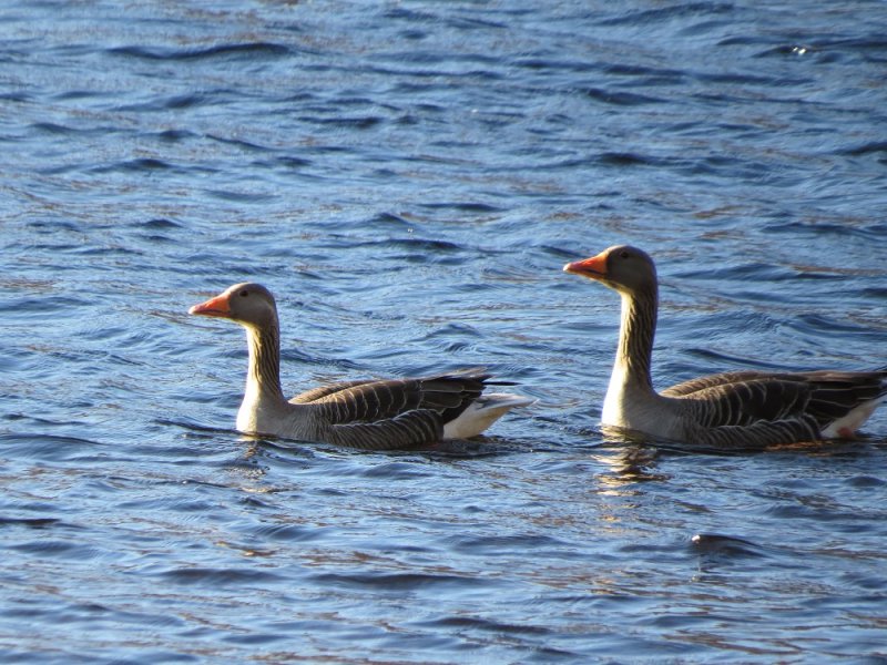 Greylag Geese 2.JPG