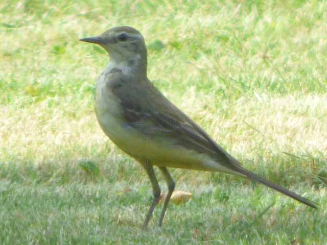 Greywagtail.jpg