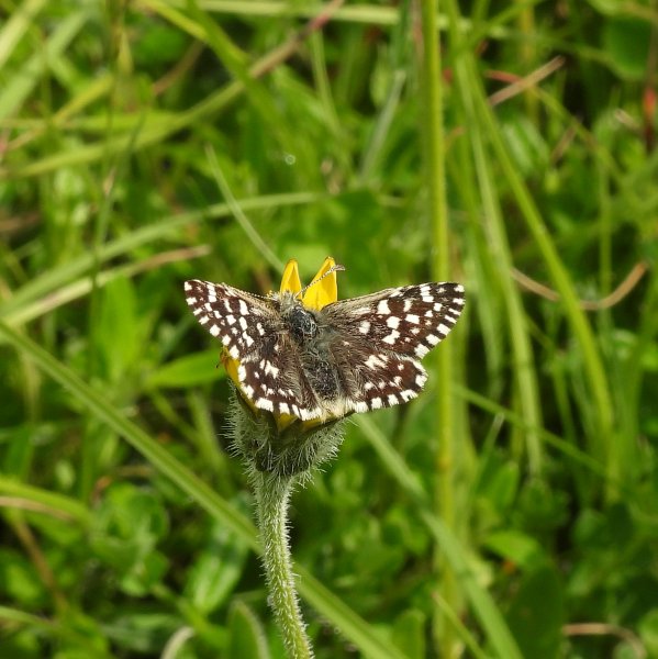 Grizzled Skipper (1).JPG