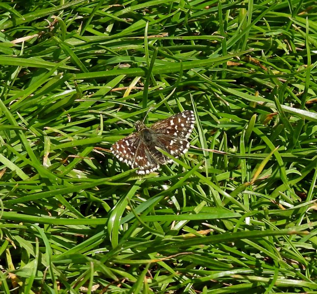 Grizzled Skipper (2).JPG