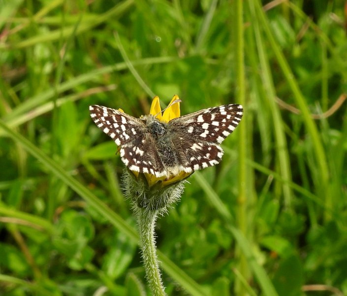 Grizzled Skipper (5).JPG