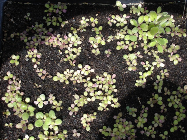 Grochar seedlings 003.JPG