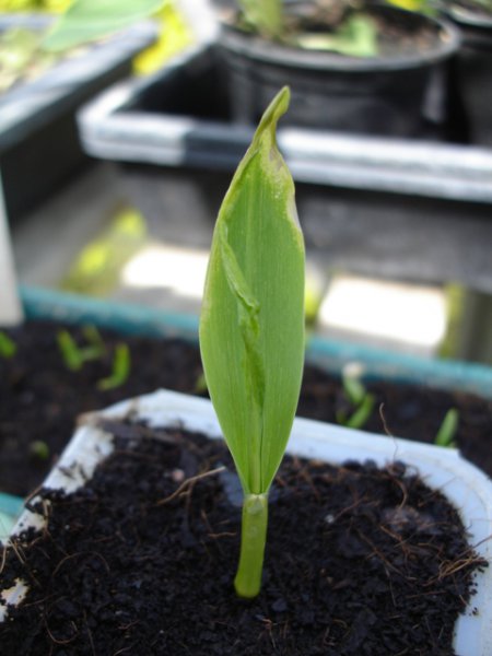 Grochar seedlings 008.JPG