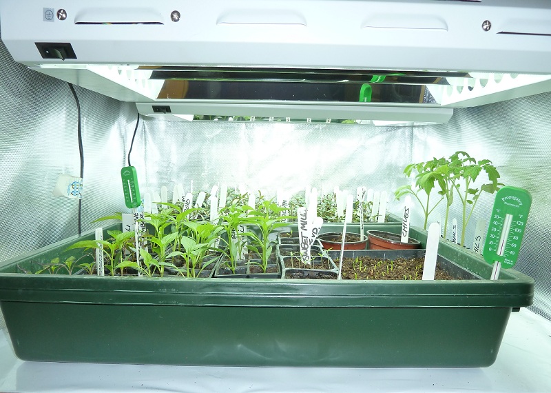 growbox greenhouse.jpg