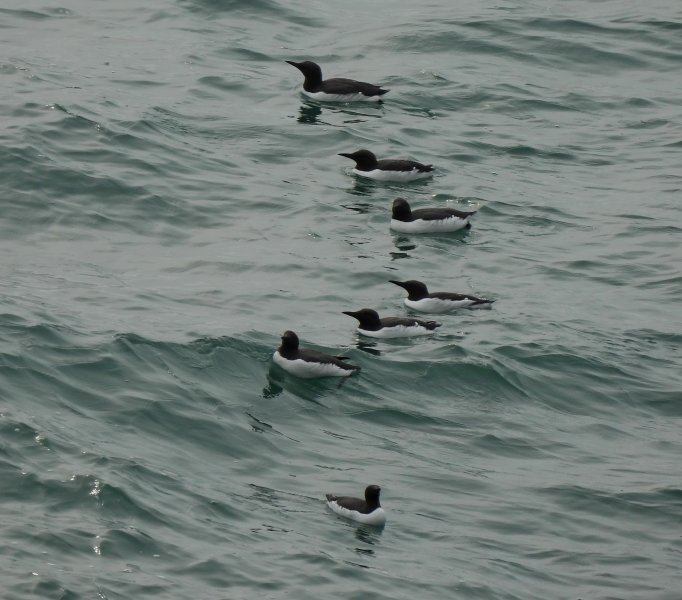 guillemot 1.JPG