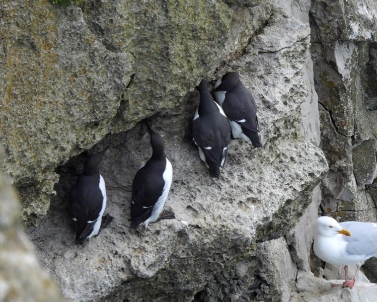 guillemot 2.JPG