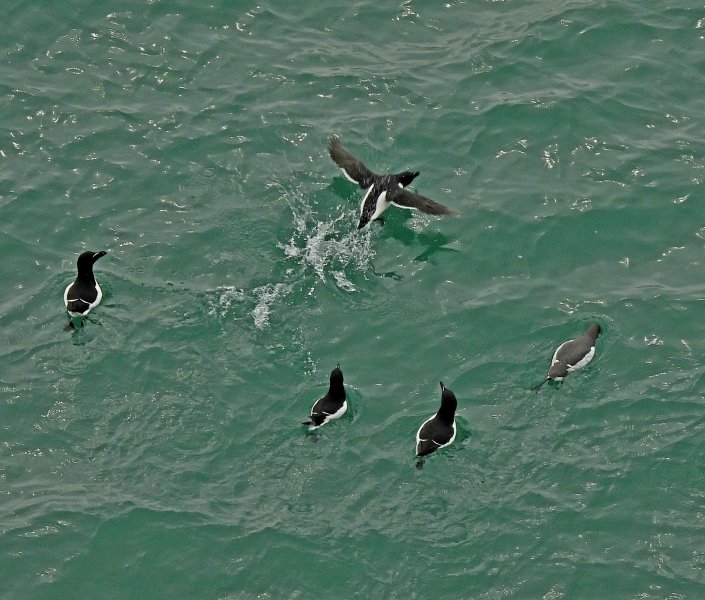 guillemot3.JPG